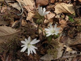 20120402azumaichige1.jpg