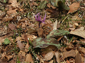 20120402katakuri3.jpg
