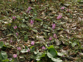 20120402katakuri4.jpg