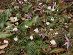 20120416azumaichige1.jpg
