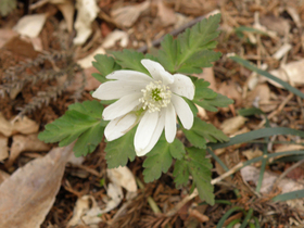 20120416azumaichige2.jpg