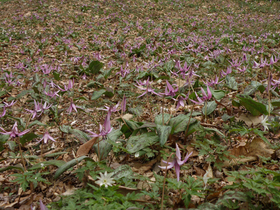 20120416katakuri2.jpg