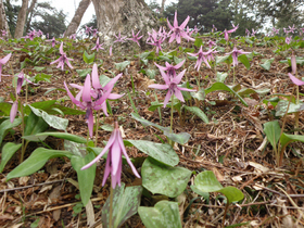 20120416katakuri3.jpg