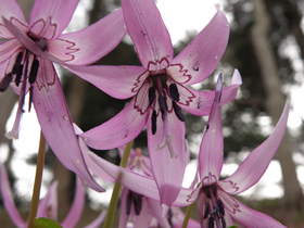 20120416katakuri4.jpg