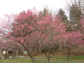 20120416koubai1.jpg