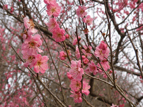 20120416koubai2.jpg