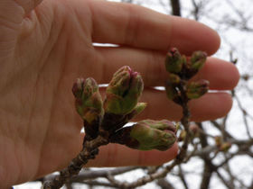 20120416sakura1.jpg