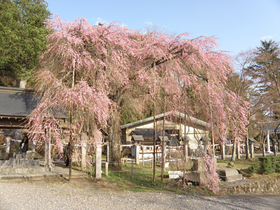 20130408rakuouzakura1.jpg