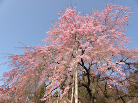 20130408rakuouzakura2.jpg