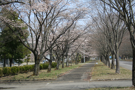 20130414sakura2.jpg