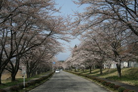 20130414sakura3.jpg