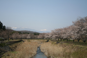 20130414sakura4.jpg