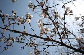 20130414sakura6.jpg