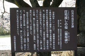 20140419sakura3.jpg