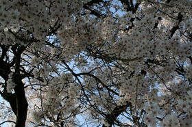 20140419sakura5.jpg