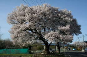 20140419sakura6.jpg